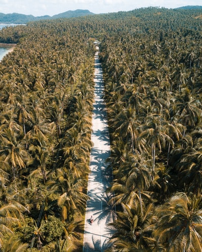 椰树白天鸟瞰图